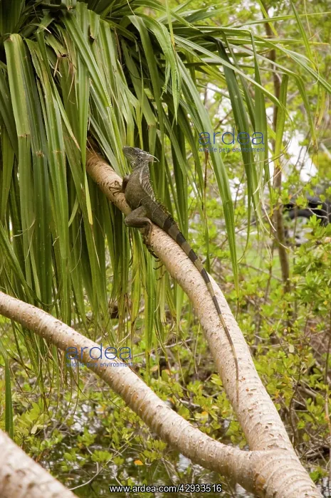 : Green Iguana : Green Iguana