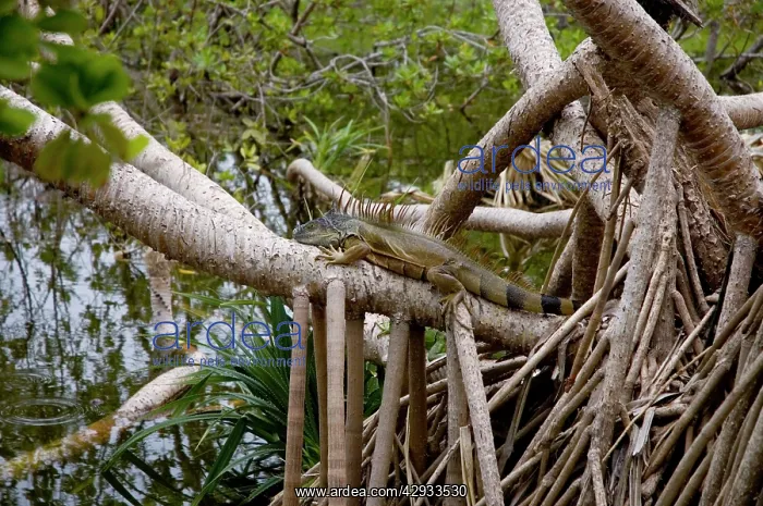 : Green Iguana : Green Iguana