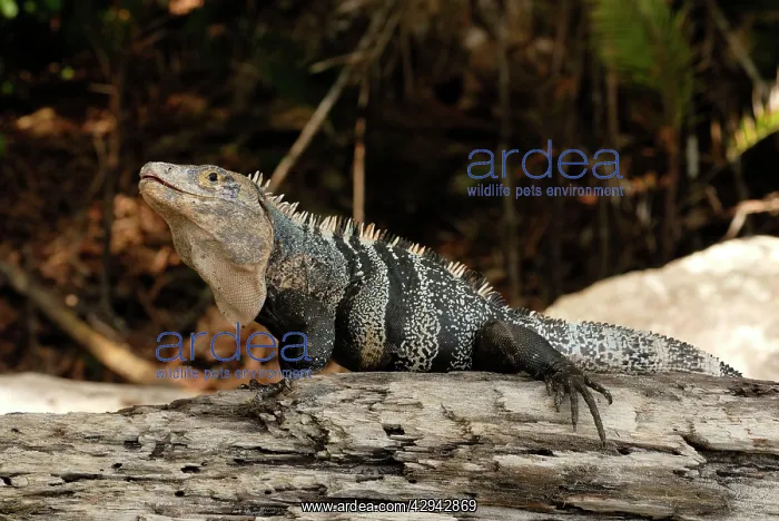 : Green Iguana : Green Iguana