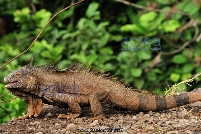  : Green Iguana