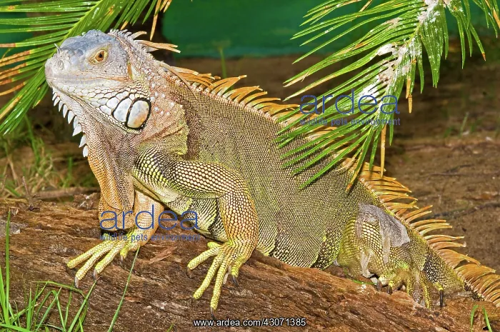 : Green Iguana : Green Iguana