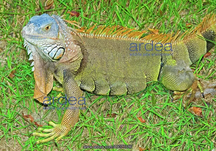 : Green Iguana : Green Iguana