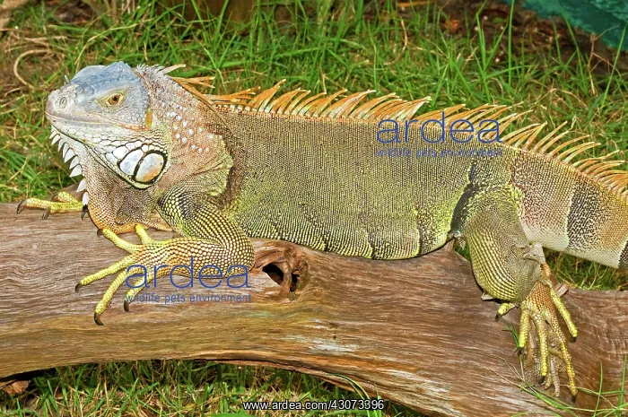: Green Iguana : Green Iguana
