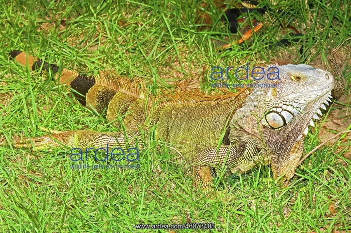 : Green Iguana : Green Iguana