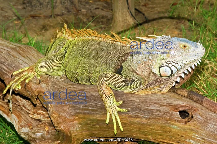 : Green Iguana : Green Iguana