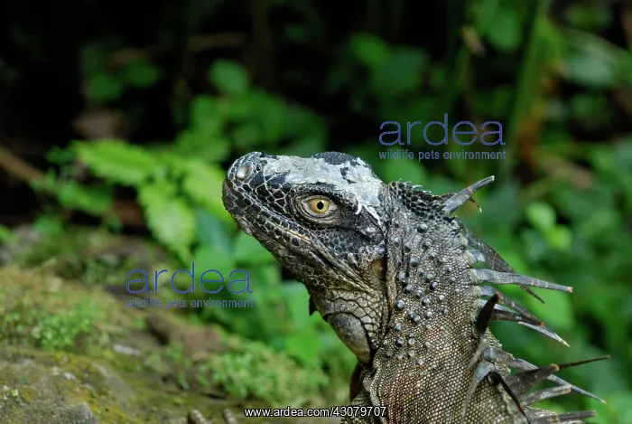 : Green Iguana : Green Iguana