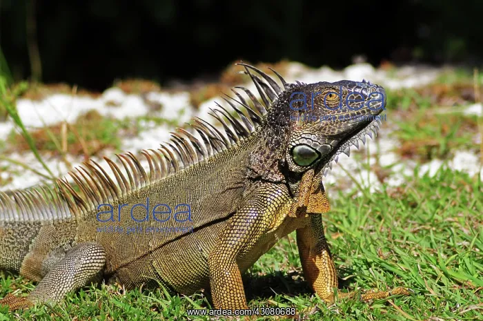 : Green Iguana : Green Iguana