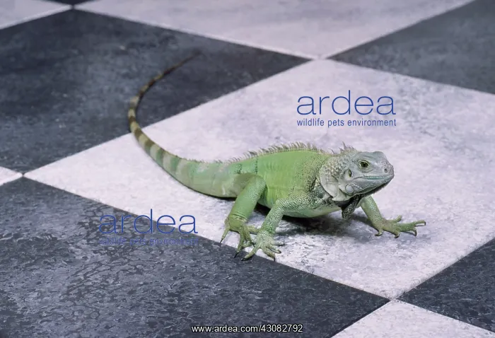  : Green Iguana