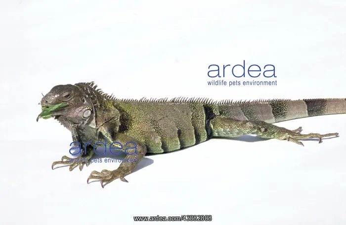  : Green Iguana