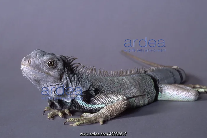 : Green Iguana : Green Iguana