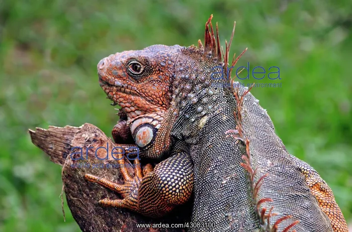 : Green Iguana : Green Iguana