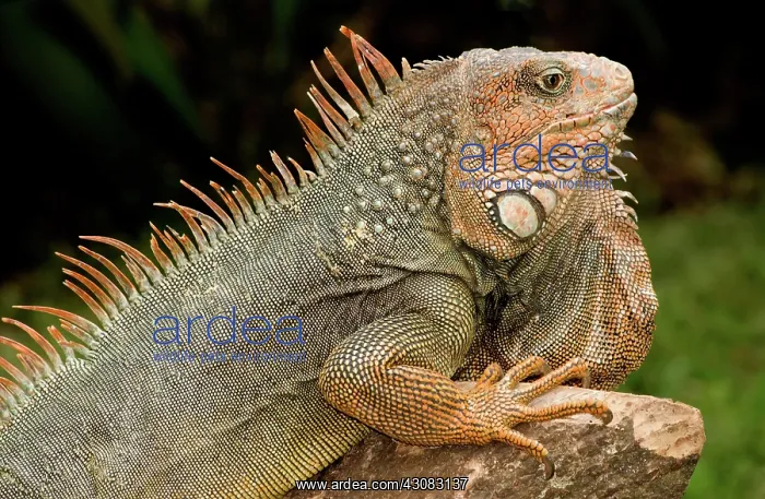 : Green Iguana : Green Iguana