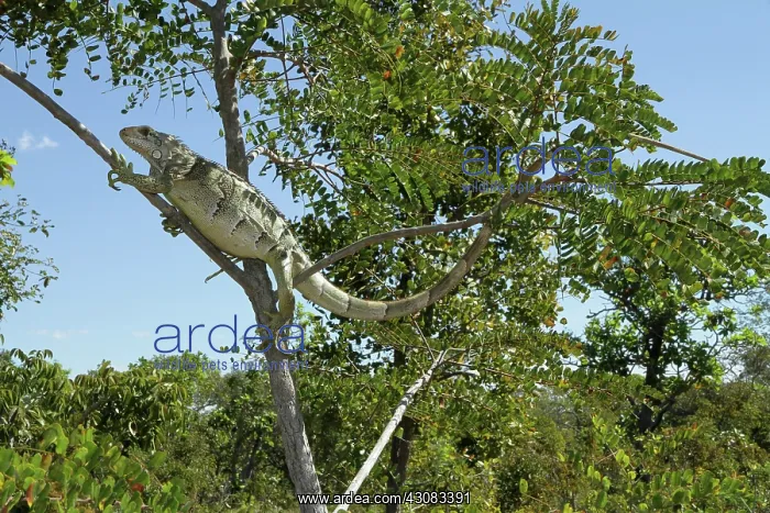 : Green Iguana : Green Iguana