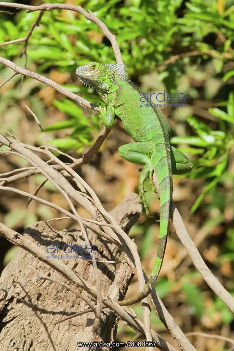  : Green Iguana