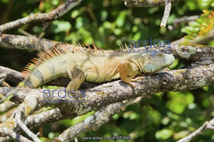  : Green Iguana