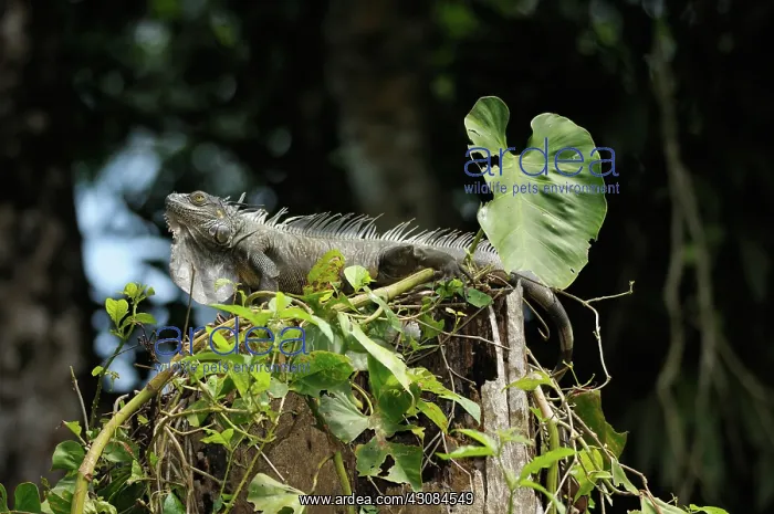  : Green Iguana