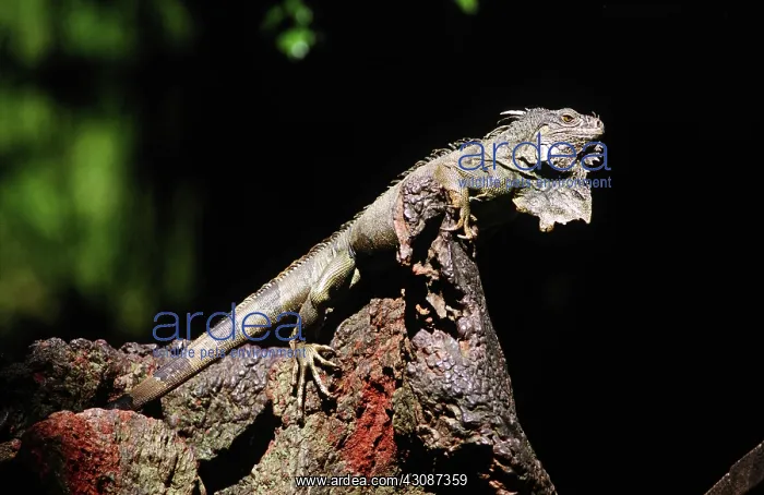 : Green Iguana : Green Iguana