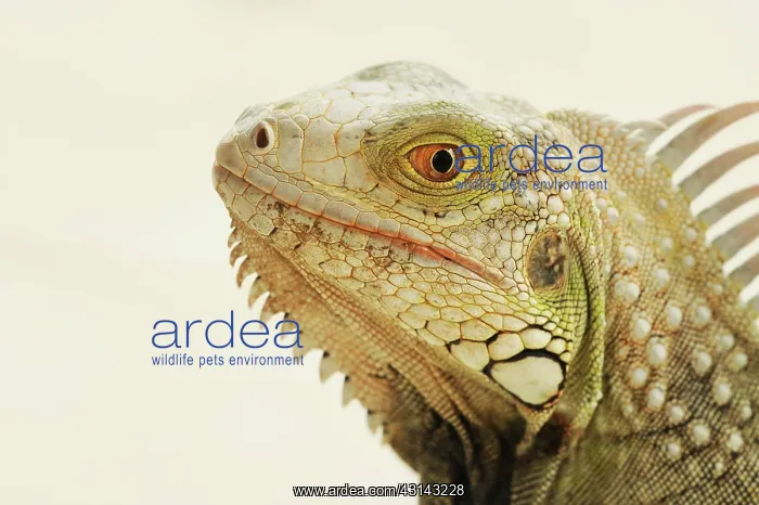 : Green Iguana : Green Iguana