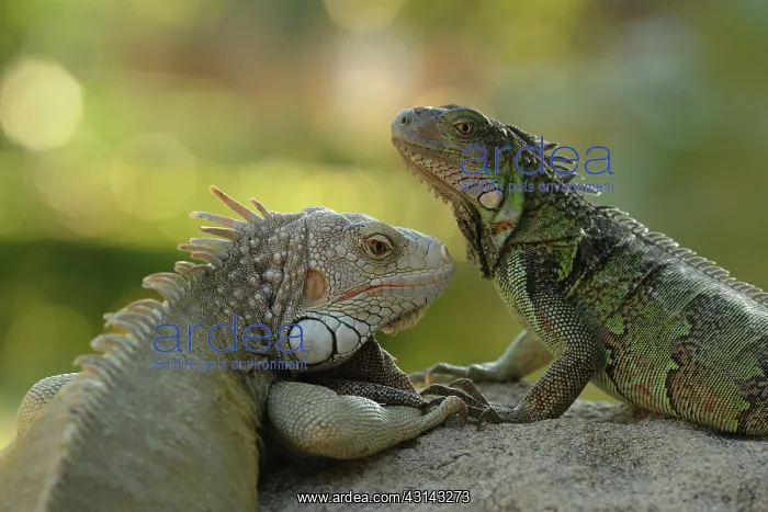 : Green Iguana : Green Iguana