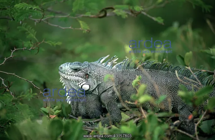 : Green Iguana : Green Iguana
