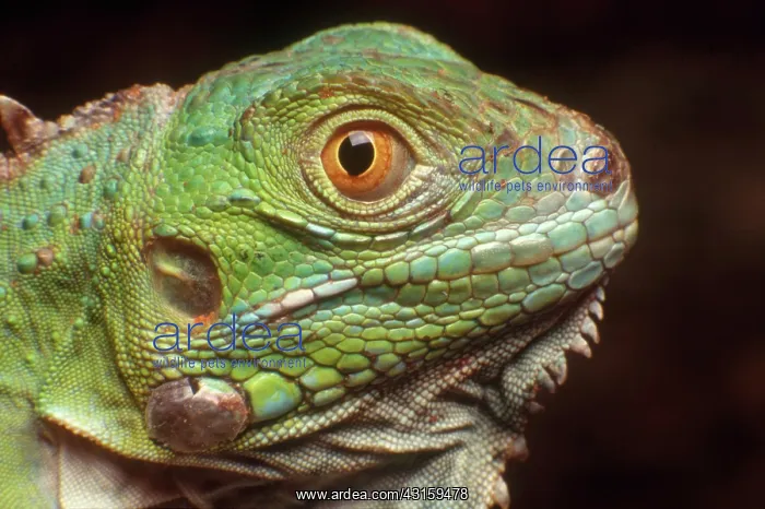  : Green Iguana