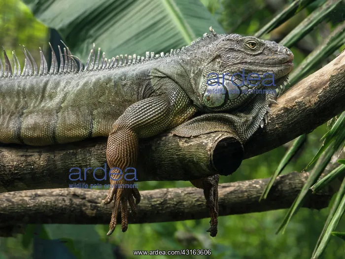 : Green Iguana : Green Iguana