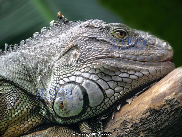 : Green Iguana : Green Iguana