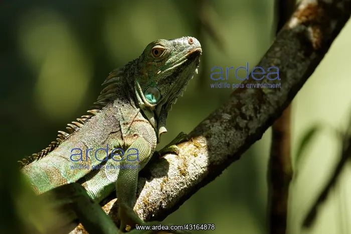 : Green Iguana : Green Iguana