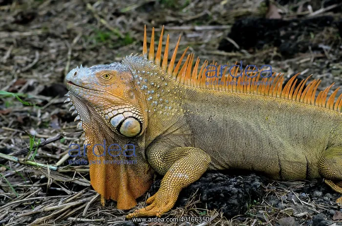 : Green Iguana : Green Iguana