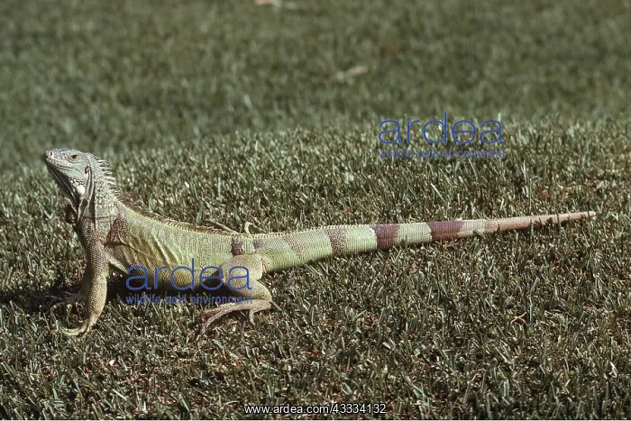 : GREEN IGUANA : GREEN IGUANA