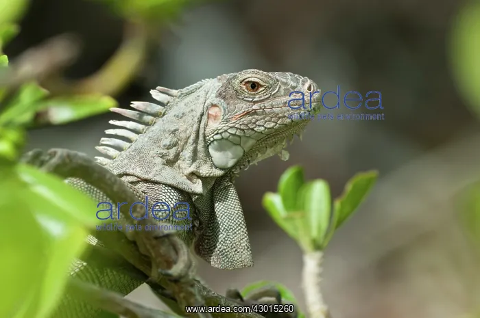  : Green Iguana adult