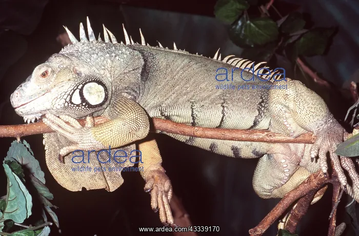 : Green IGUANA - On thin branch : Green IGUANA - On thin branch
