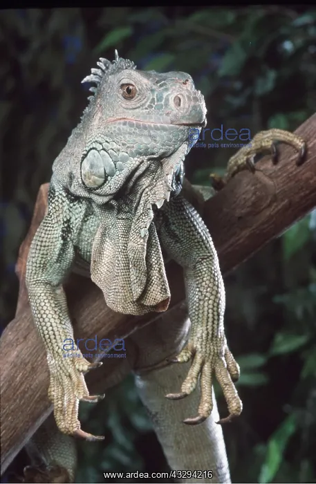 : GREEN IGUANA - close up of head and front legs : GREEN IGUANA - close up of head and front legs