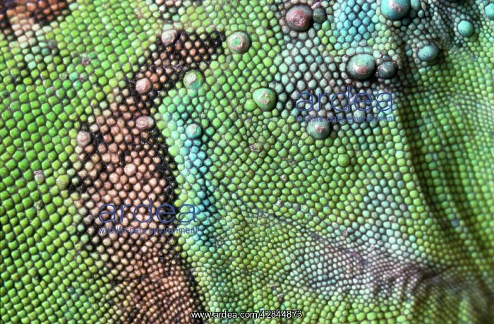 : Green Iguana - close-up : Green Iguana - close-up
