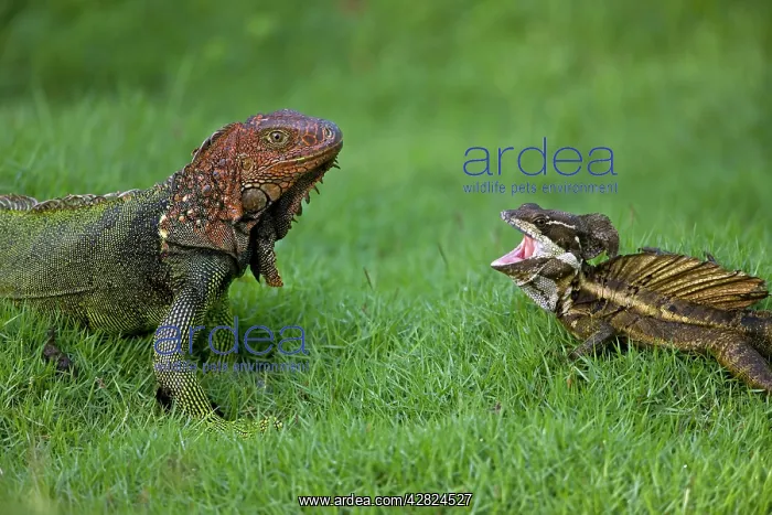 : Green Iguana - and Common Basilisk - (Basiliscus basiliscus) : Green Iguana - and Common Basilisk - (Basiliscus basiliscus)