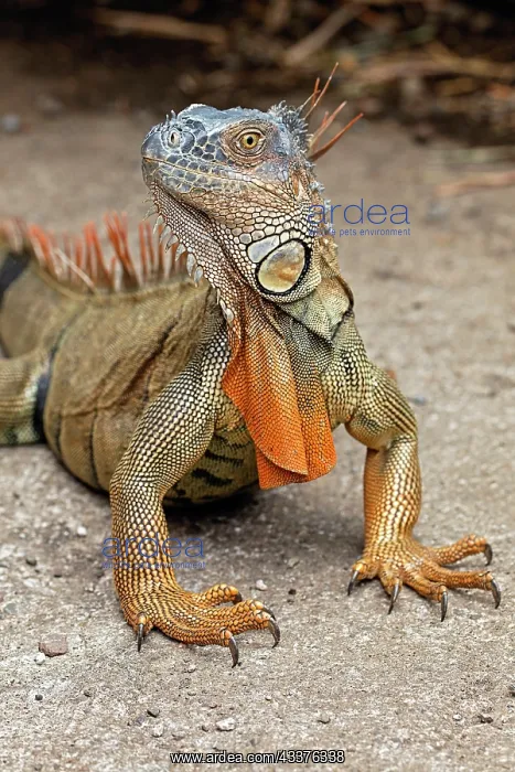 : Green Iguana, Costa Rica : Green Iguana, Costa Rica