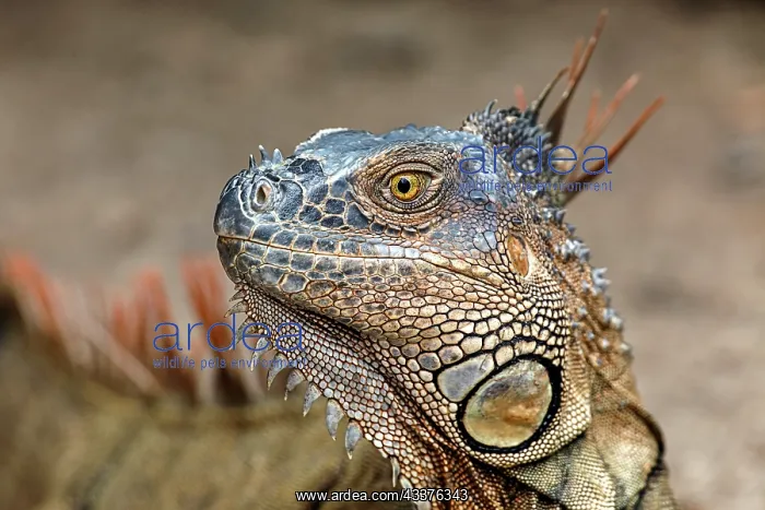 : Green Iguana, Costa Rica : Green Iguana, Costa Rica
