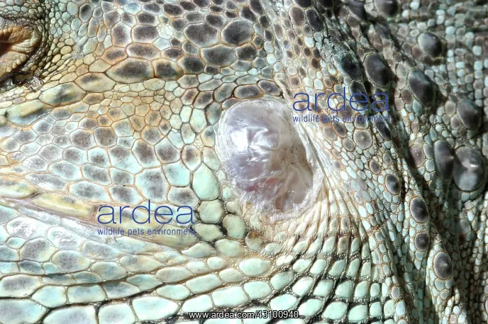 : Green Iguana Ear : Green Iguana Ear