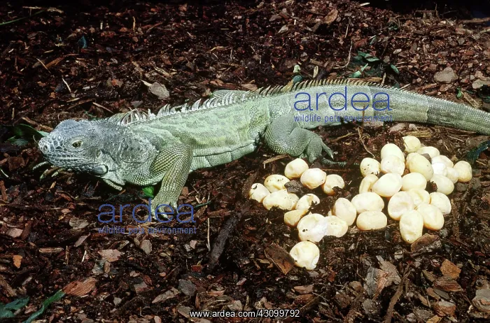 : Green Iguana With Eggs : Green Iguana With Eggs