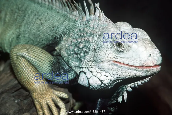 : Green Iguana - face close up : Green Iguana - face close up