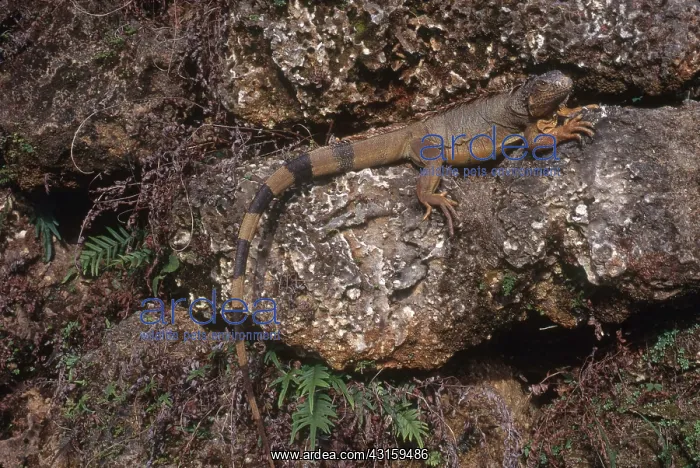 : Green Iguana in Florida : Green Iguana in Florida
