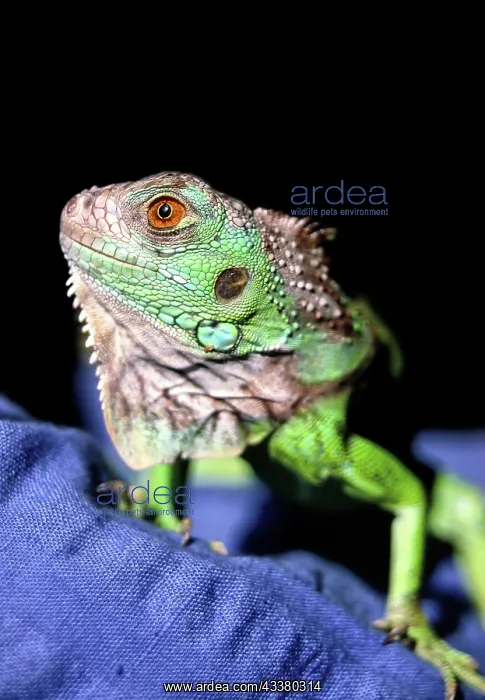 : Green Iguana (Iguana iguana) : Green Iguana (Iguana iguana)