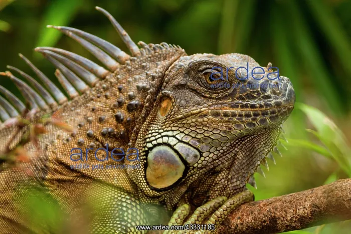 : Green Iguana (Iguana iguana), adult, animal portrait : Green Iguana (Iguana iguana), adult, animal portrait