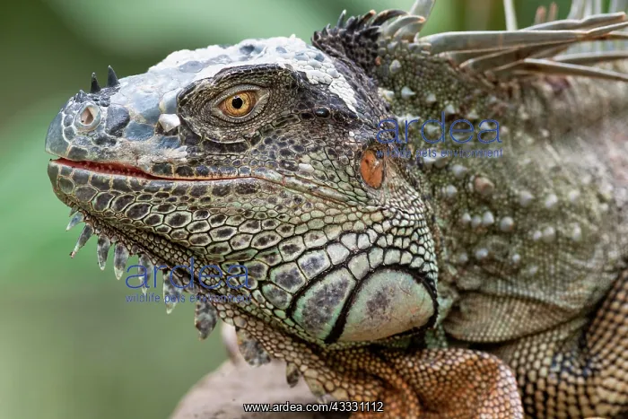 : Green Iguana (Iguana iguana), adult, animal portrait : Green Iguana (Iguana iguana), adult, animal portrait
