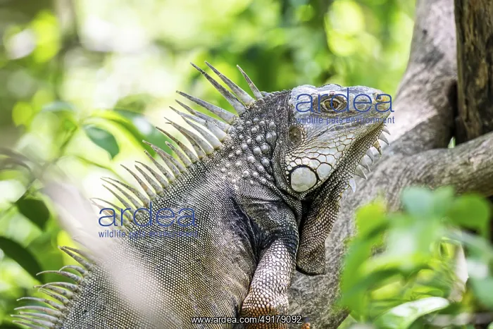 : Green iguana (Iguana iguana), Aviario Nacional de Colombia : Green iguana (Iguana iguana), Aviario Nacional de Colombia