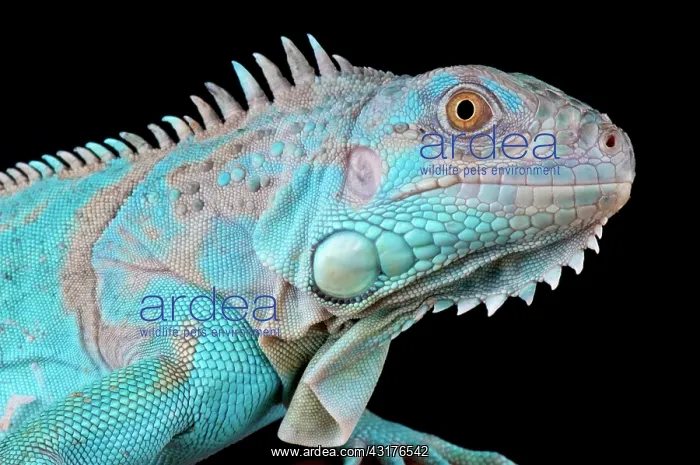 : Green iguana (Iguana iguana) Axanthic, captivity : Green iguana (Iguana iguana) Axanthic, captivity