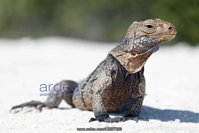 : Green iguana (Iguana iguana) on the beach of Anclita : Green iguana (Iguana iguana) on the beach of Anclita