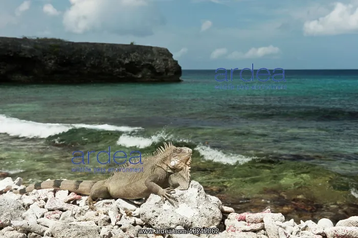  : Green Iguana (Iguana iguana) on Beach, Slagbaai
