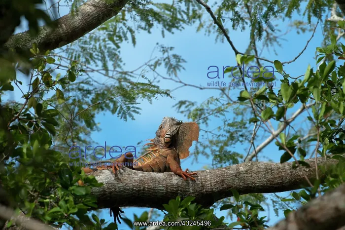 : Green Iguana (Iguana iguana) Belize, Central : Green Iguana (Iguana iguana) Belize, Central