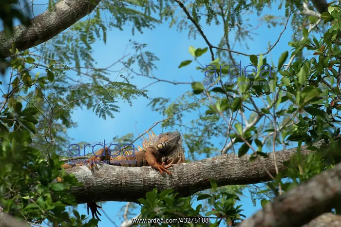 : Green Iguana (Iguana iguana) Belize, Central : Green Iguana (Iguana iguana) Belize, Central